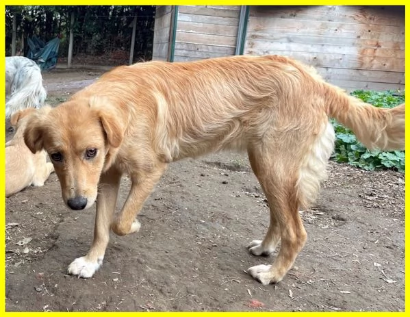 PENNY, CUCCIOLOTTA 8 MESI IPOVEDENTE | Foto 0