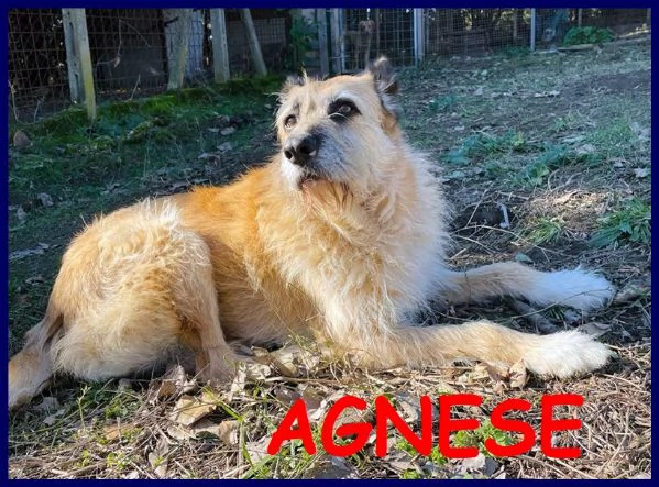 AGNESE SIMIL SPINONA 9 ANNI