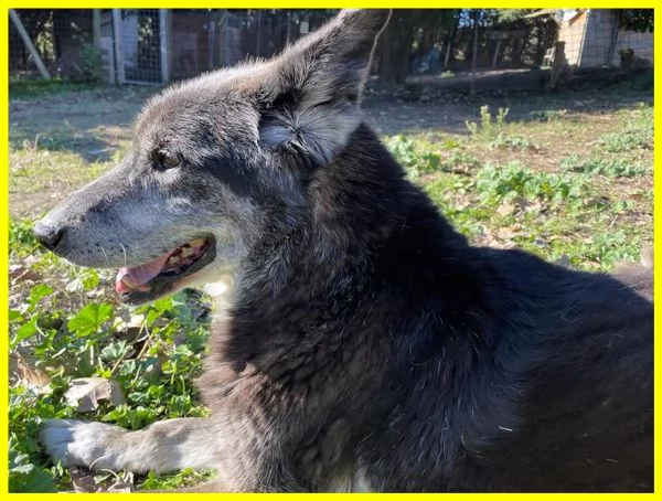 ZAMPA NONNINO LUPACCHIOTTO DI 13 ANNI E MEZZO | Foto 6