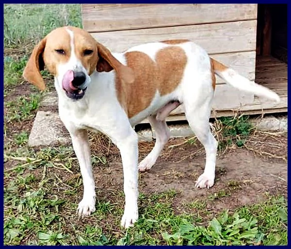 BERGAMOTTO SIMIL SEGUGIETTO-BEAGLE 2 ANNI VIVEVA IN STRADA, OGGI E' CON NOI E CERCA CASA! | Foto 6