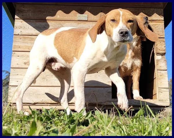 BERGAMOTTO SIMIL SEGUGIETTO-BEAGLE 2 ANNI VIVEVA IN STRADA, OGGI E' CON NOI E CERCA CASA! | Foto 3