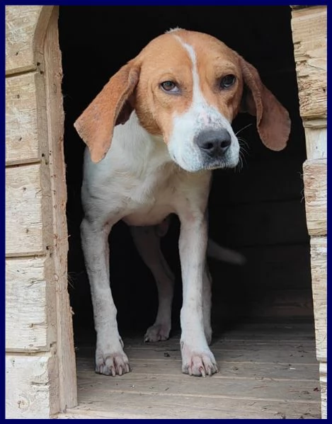 BERGAMOTTO SIMIL SEGUGIETTO-BEAGLE 2 ANNI VIVEVA IN STRADA, OGGI E' CON NOI E CERCA CASA! | Foto 0