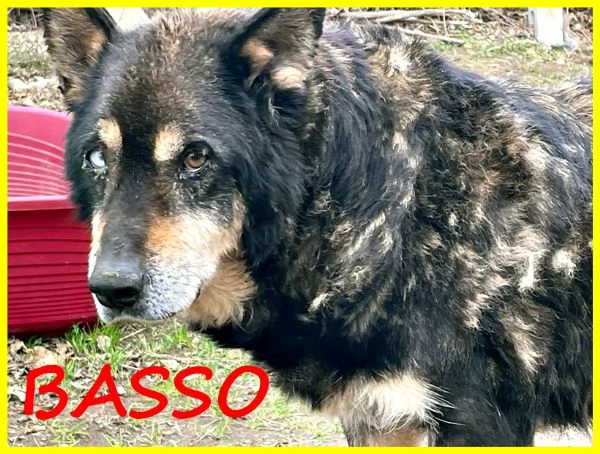 BASSO, NONNINO 14 ANNI RECUPERATO DA UN CANILE