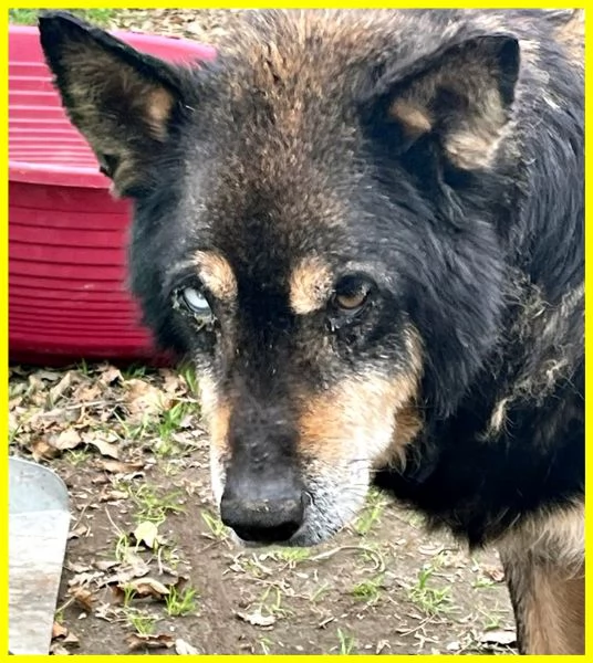 BASSO, NONNINO 14 ANNI RECUPERATO DA UN CANILE | Foto 2