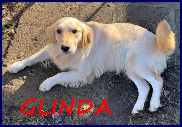 GLINDA MERAVIGLIOSA GOLDEN RETRIEVER 4-5 ANNI