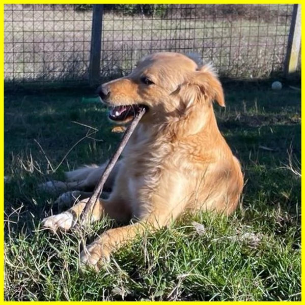 PENNY CUCCIOLONA SIMIL GOLDEN 11 MESI | Foto 5