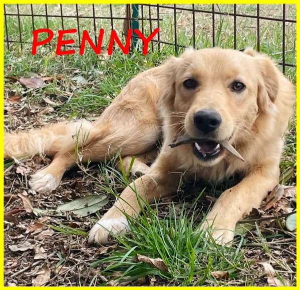 PENNY CUCCIOLONA SIMIL GOLDEN 11 MESI