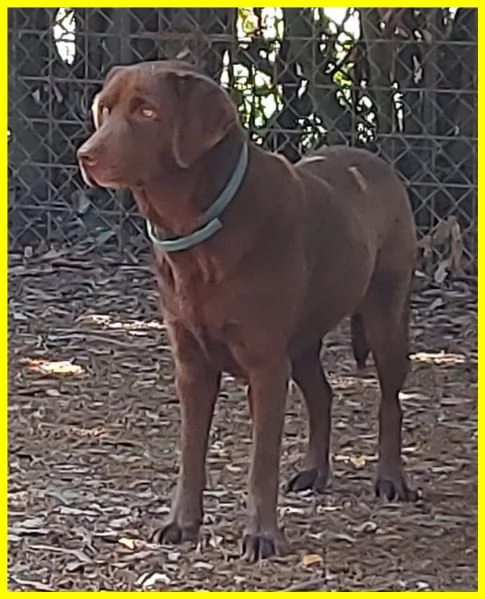 KUBRA, LABRADOR CHOCOLATE 3 ANNI CIECA | Foto 5