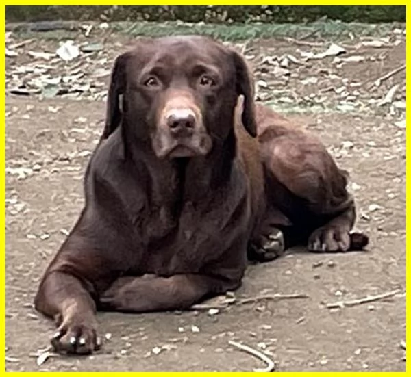 KUBRA, LABRADOR CHOCOLATE 3 ANNI CIECA | Foto 4