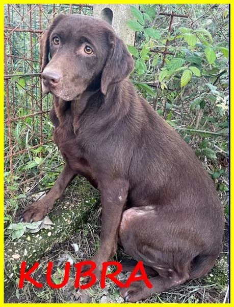 KUBRA, LABRADOR CHOCOLATE 3 ANNI CIECA | Foto 3