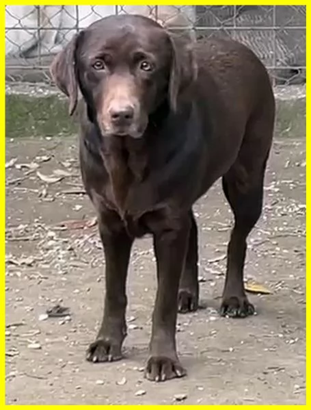 KUBRA, LABRADOR CHOCOLATE 3 ANNI CIECA | Foto 2