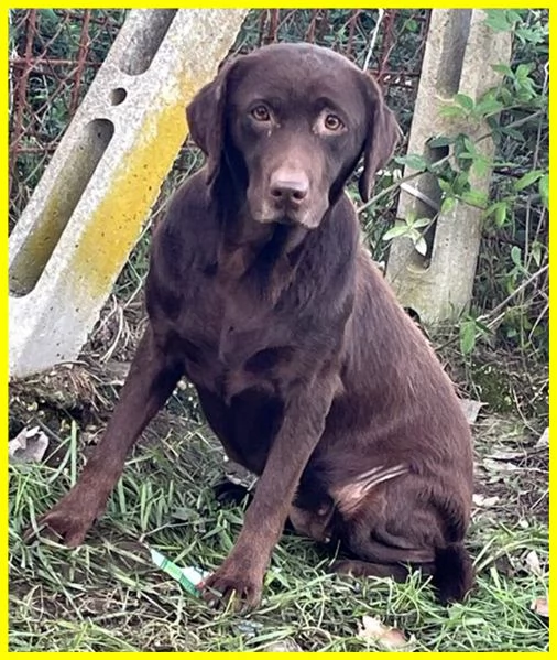 KUBRA, LABRADOR CHOCOLATE 3 ANNI CIECA | Foto 1