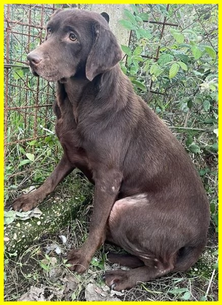 KUBRA, LABRADOR CHOCOLATE 3 ANNI CIECA | Foto 0