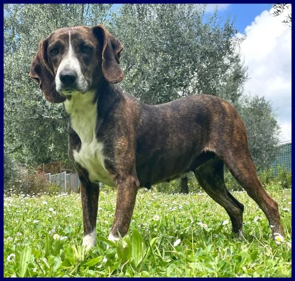 Bolla, cagnolina di 5 anni | Foto 6