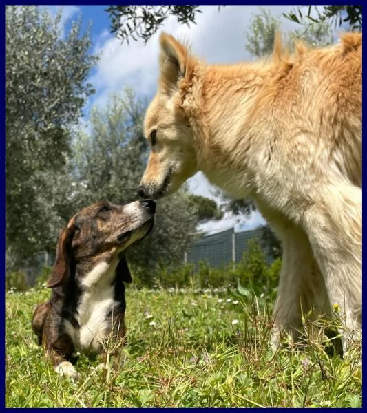 Bolla, cagnolina di 5 anni | Foto 5