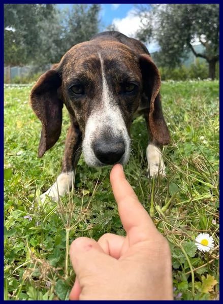 Bolla, cagnolina di 5 anni | Foto 3