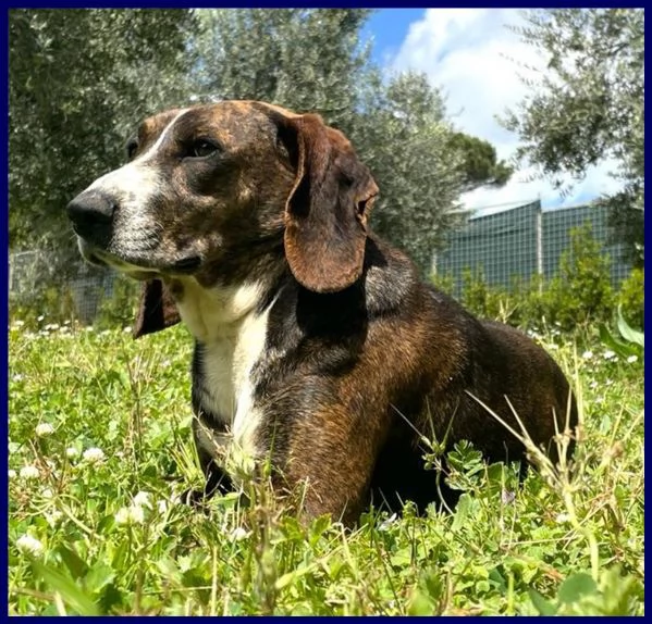 Bolla, cagnolina di 5 anni | Foto 2