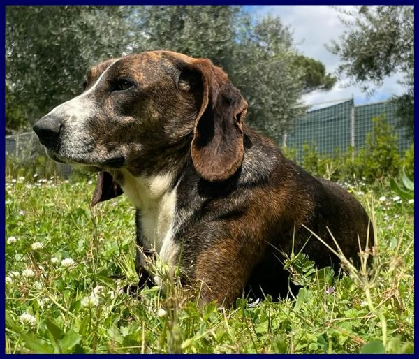 Bolla, cagnolina di 5 anni | Foto 1