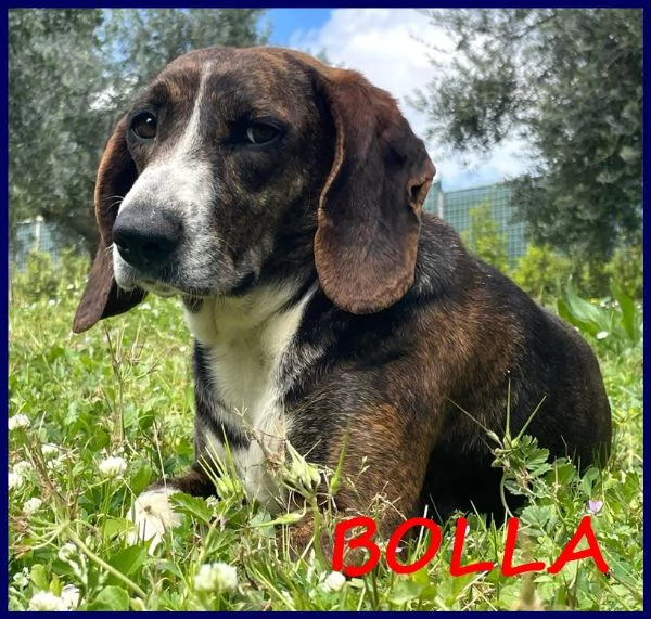 Bolla, cagnolina di 5 anni