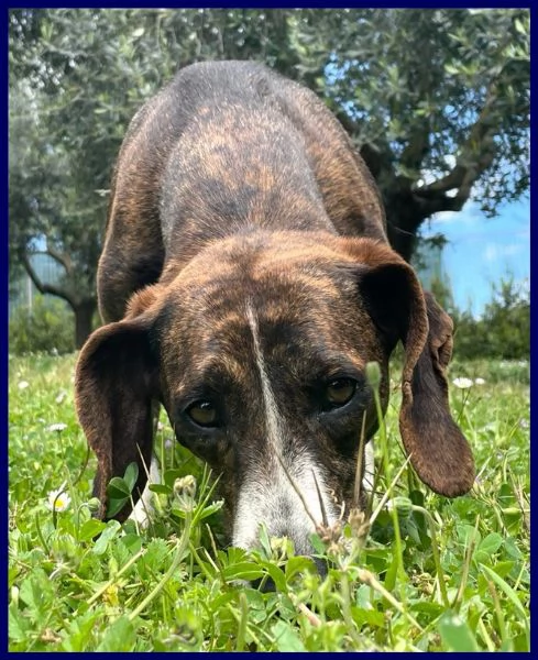 Bolla, cagnolina di 5 anni | Foto 0