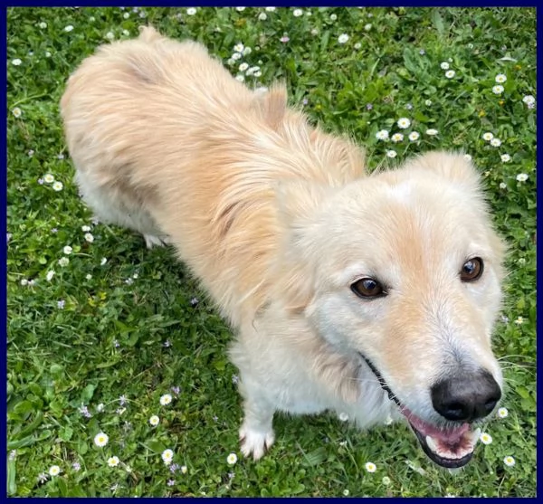 LUCKY, CAGNOLINO 5-6 ANNI | Foto 3