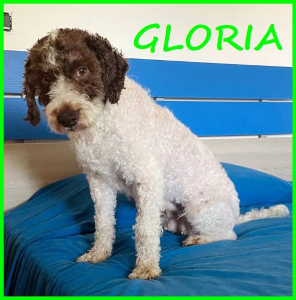 GLORIA, LAGOTTINA 7-8 ANNI