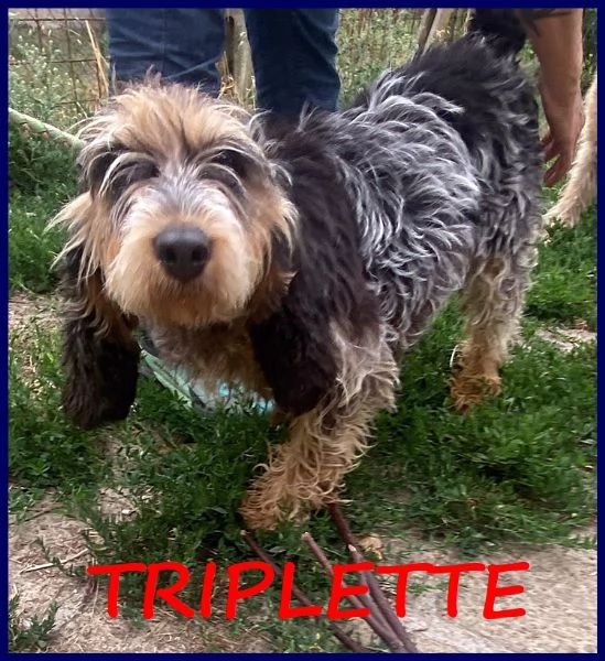 TRIPLETTE, SEGUGIETTA 7 ANNI