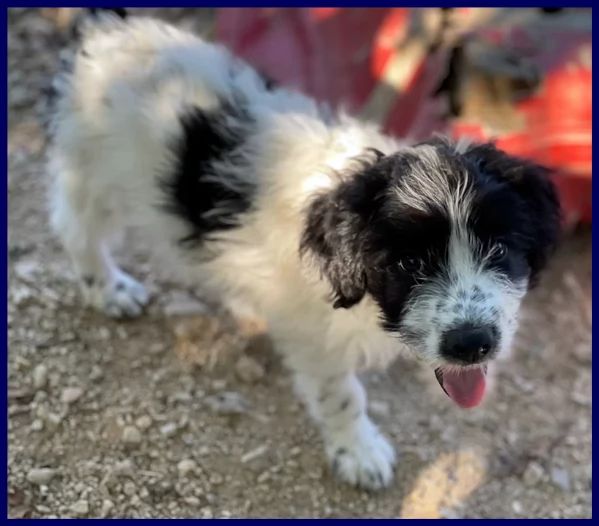 OSTIA, TENERA CUCCIOLA 2 MESI | Foto 5