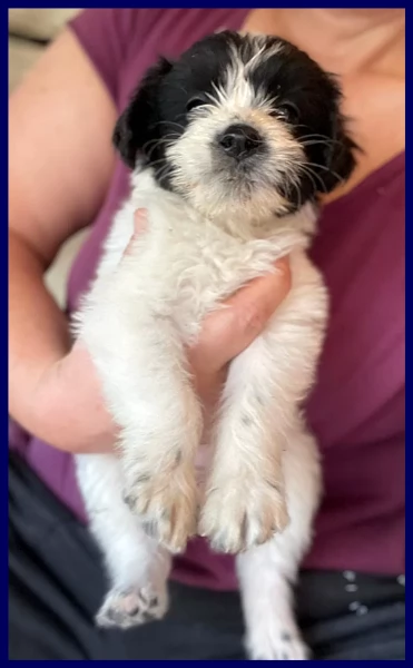 OSTIA, TENERA CUCCIOLA 2 MESI | Foto 2