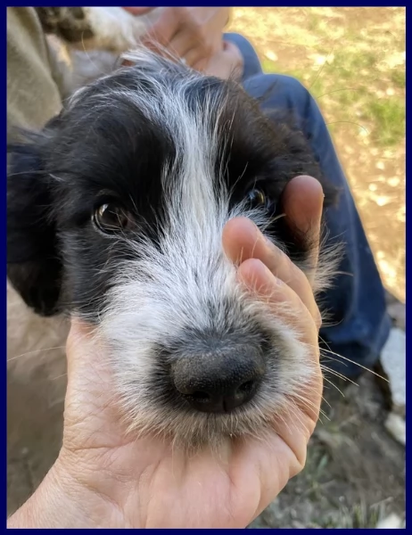 OSTIA, TENERA CUCCIOLA 2 MESI | Foto 0