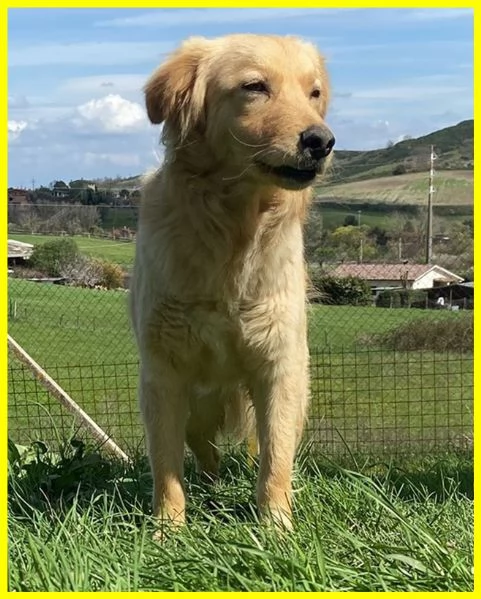 PENNY, CUCCIOLONA SIMIL GOLDEN 1 ANNO E MEZZO | Foto 3