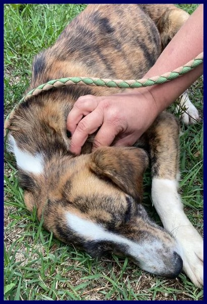 VIGNA 2 ANNI, SALVATA DALLA GABBIA | Foto 2