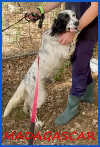 MADAGASCAR, SETTER SFORTUNATO