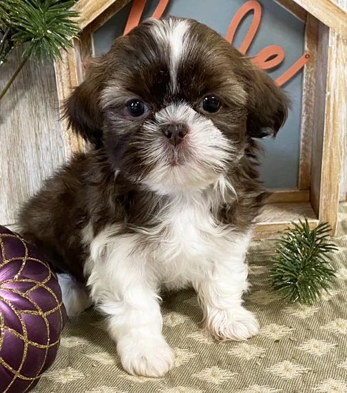  regalo bellissimi cuccioli allevati shih-tzu, colore bianco e nero.