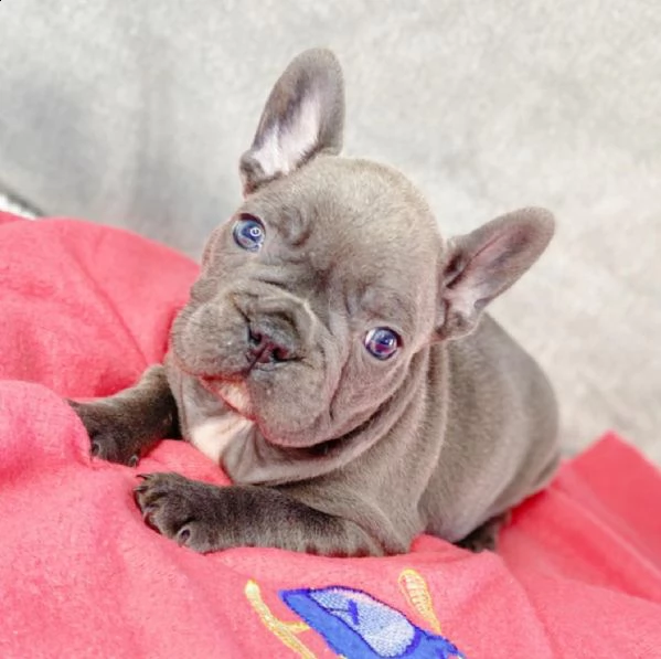  cuccioli di bulldog francese per l'adozione