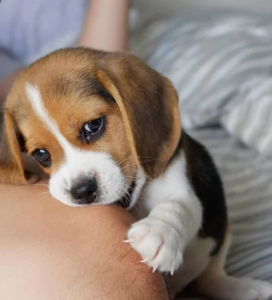 regalo beagle cuccioli meravigliosi ! 