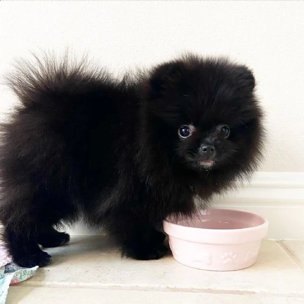 regalo  volpino pomerania cuccioli con pedigree   disponiamo cuccioli in foto di 90gg circa consegna