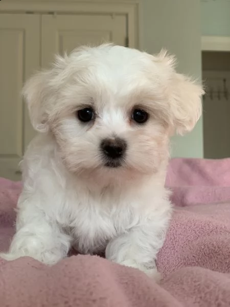 regalo adorabili cuccioli mini maltese  femminucce e maschietti  gratuita