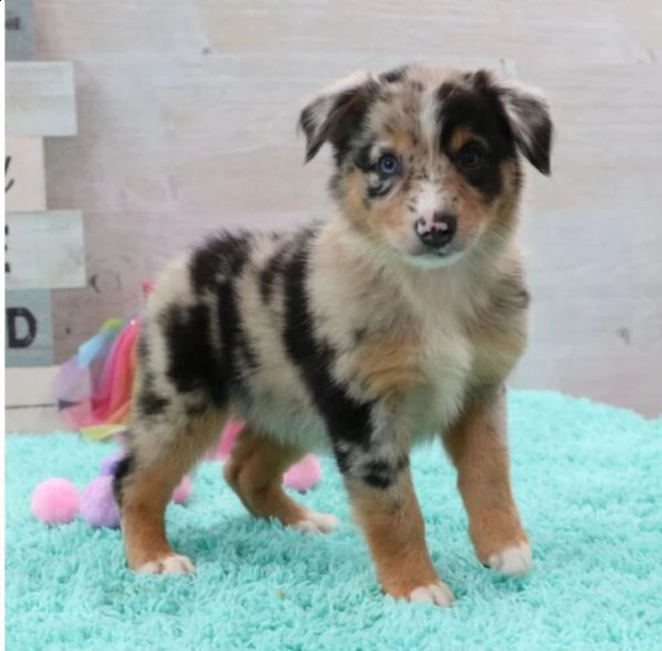 adorabili cuccioli di border collie femminucce e maschietti  disponibili per l'adozione gratuita