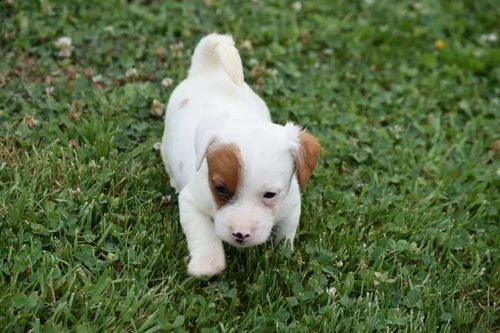 regalo cuccioli di razza pura jack russel .