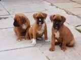 adorabile boxer da regalare in adozione