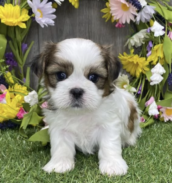 regalo bellissimi cuccioli allevati shih-tzu, colore bianco e nero.