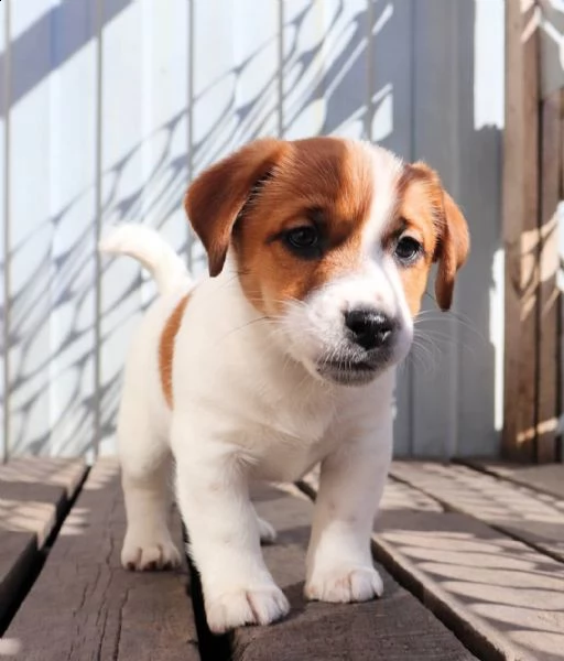 regalo jack russel  cuccioli, maschio e femmina