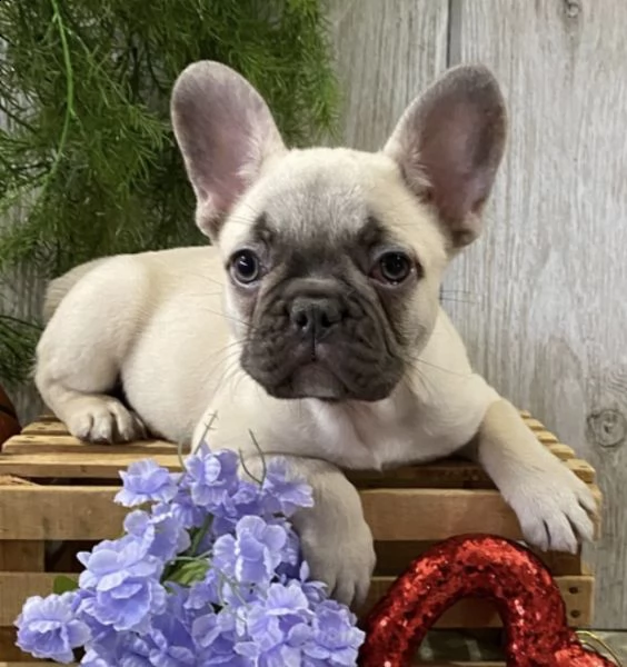  cuccioli di bulldog francese per l'adozione