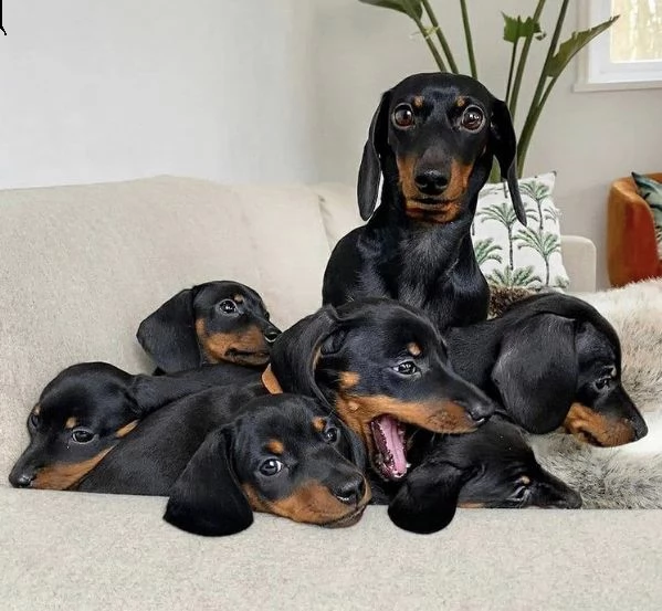 regalo adorabili cuccioli  bassotto femminucce e maschietti