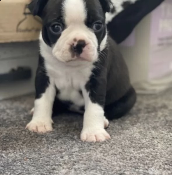 adorabili cuccioli   boston terrier     femminucce e maschietti disponibili