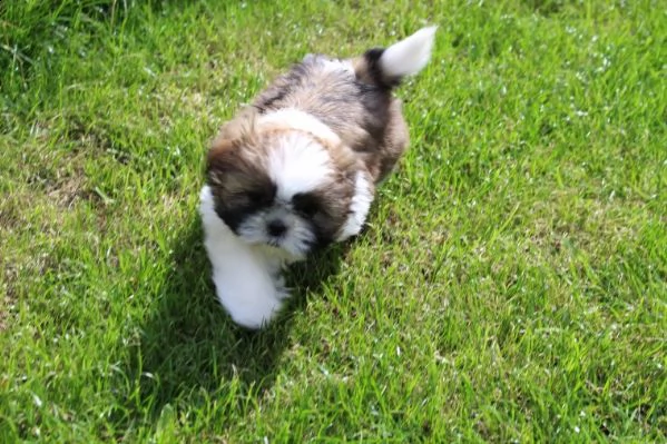  cuccioli shih tzu perfetti tutti i cuccioli sono controllati dal veterinario e tutti aggiornati su 