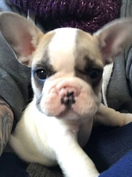 cuccioli di akc frenchie girl da traslocare, prezzo da vendere! - la tua scelta di quattro preziosi 