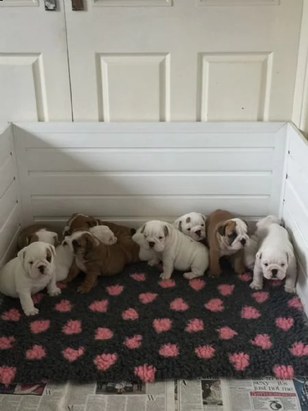 i cuccioli di bulldog inglese disponibili mostrano un animale domestico solido e robusto di qualità,