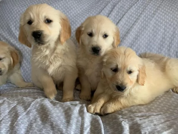 regalo adorabili cuccioli samoiedo femminucce e maschietti